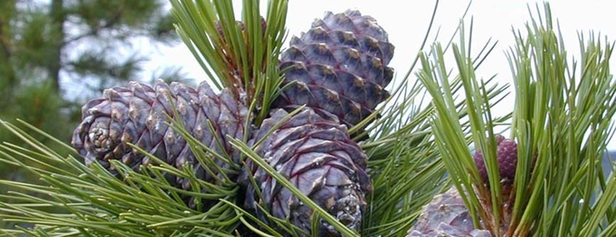 Cédrus és levendula a jó közérzetért